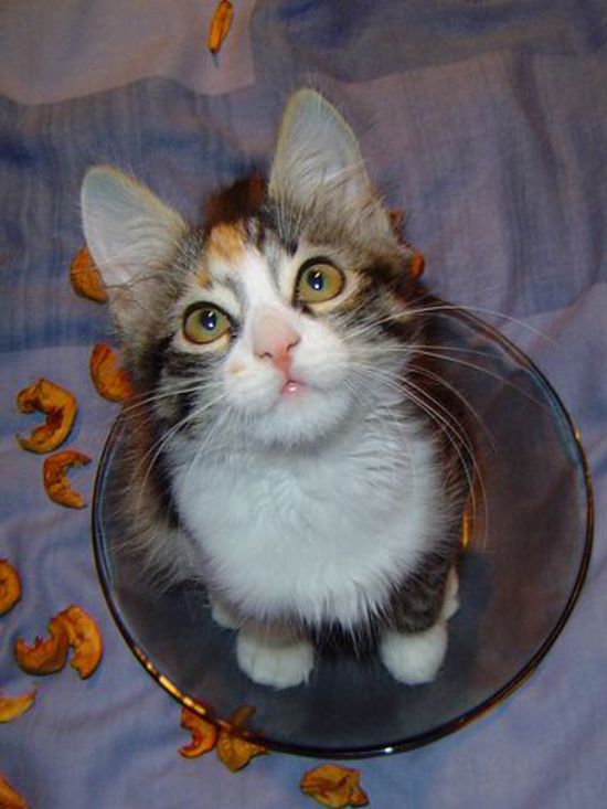 2011 год - год и Кошки!