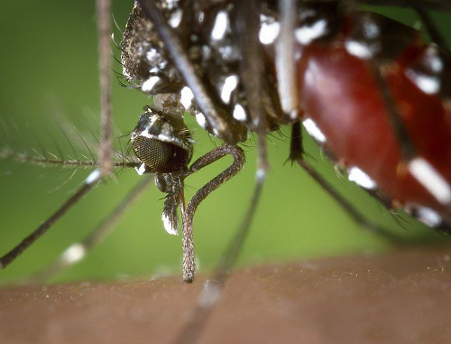 Комар рода Aedes albopictus («азиатский тигр»), переносчик вируса Западного Нила. Фото: Centers for Disease Control and Prevention, http://phil.cdc.gov/phil/details.asp?pid=2168 Комар рода Aedes albopictus («азиатский тигр»), переносчик вируса Западного Нила. Фото: Centers for Disease Control and Prevention, http://phil.cdc.gov/phil/details.asp?pid=2168