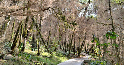 Тисо-самшитовая роща после нападения личинок бабочки огневки. Фото Светланы Кравченко для "Кавказского узла"