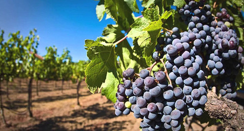 Виноградник. Фото: 
Источник: Новости-Грузия http://www.newsgeorgia.ge/v-tbilisi-poyavyatsya-punkty-prodazhi-vinograda/#t20c