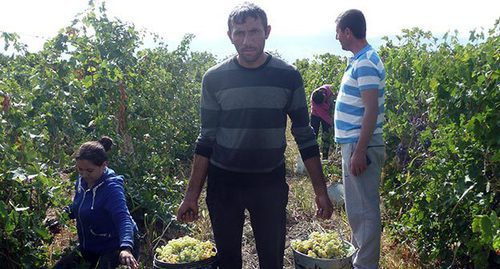 Сбор урожая винограда в Армении. Фото Армине Мартиросян для "Кавказского узла"