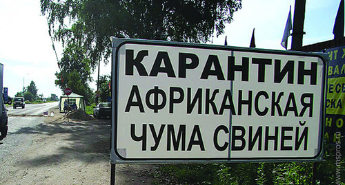 Объявление об Карантине по АЧС. Фото: http://mspros.ru/main?article=8743 Объявление об Карантине по АЧС. Фото: http://mspros.ru/main?article=8743