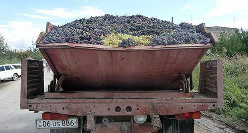Урожай винограда. Армения, октябрь 2015 г. Фото Армине Мартиросян для "Кавказского узла"