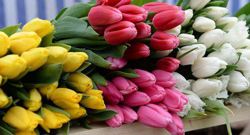 Праздничные тюльпаны. Фото Sputnik / Саид Царнаев
 https://sputnik-ossetia.ru/North_Ossetia/20180307/5939921.html