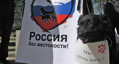 Митинг зоозащитников в Ростове-на-Дону, 14 апреля 2018 года. Фото Константина Волгина для "Кавказского узла" Митинг зоозащитников в Ростове-на-Дону, 14 апреля 2018 года. Фото Константина Волгина для "Кавказского узла"