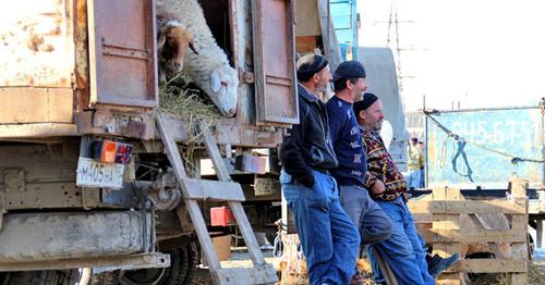 Жертвенные бараны для продажи. Фото Магомеда Магомедова для "Кавказского узла"