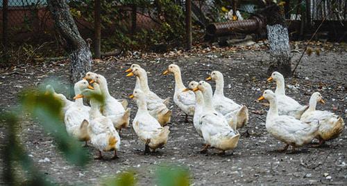 Домашние утки. Фото: Денис Яковлев / Югополис Домашние утки. Фото: Денис Яковлев / Югополис