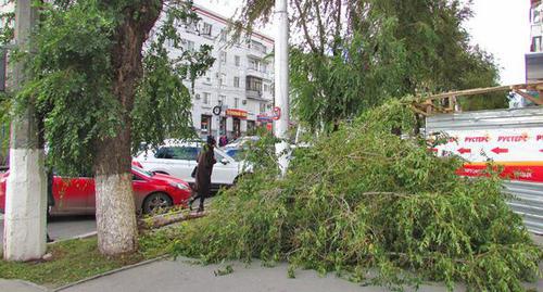 Поваленное ветром дерево в Волгогограде. 31 октября 2017 года. Фото Вячеслава Ященко для "Кавказского узла" Поваленное ветром дерево в Волгогограде. 31 октября 2017 года. Фото Вячеслава Ященко для "Кавказского узла"
