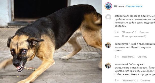 Злая собака. Фото: скриншот со страницы 07.news в Instagram https://www.instagram.com/p/B0P84F3iyL6/