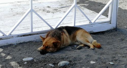Бродячая собака на пляже в Сочи. Фото Светланы Кравченко для "Кавказского узла". Бродячая собака на пляже в Сочи. Фото Светланы Кравченко для "Кавказского узла".