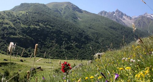 Альпийский луг в ущелье Безенги. КБР. Фото Марзият Холаевой для "Кавказского узла" Альпийский луг в ущелье Безенги. КБР. Фото Марзият Холаевой для "Кавказского узла"