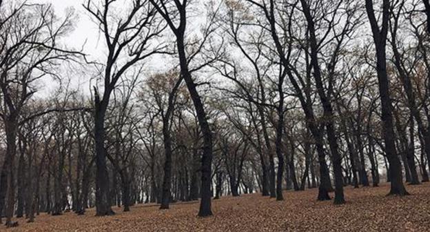 Лес долины реки Самур. Фото Патимат Махмудовой для "Кавказского узла"