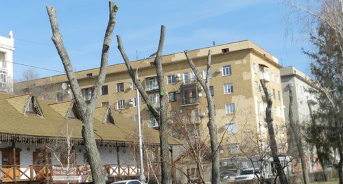 Аллея акаций после обрезки. Фото Татьяны Филимоновой для "Кавказского узла". Аллея акаций после обрезки. Фото Татьяны Филимоновой для "Кавказского узла".