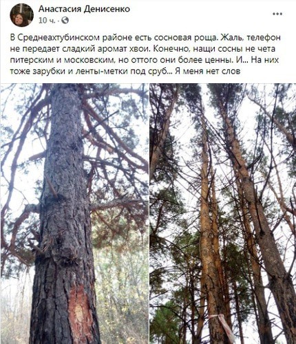 Зарубки на соснах в Среднеахтубинском районе. Фото: скриншот со страницы Анастасии Денисенко в Facebook https://www.facebook.com/anastasia.denisenko.9/posts/3149899945137615 Зарубки на соснах в Среднеахтубинском районе. Фото: скриншот со страницы Анастасии Денисенко в Facebook https://www.facebook.com/anastasia.denisenko.9/posts/3149899945137615