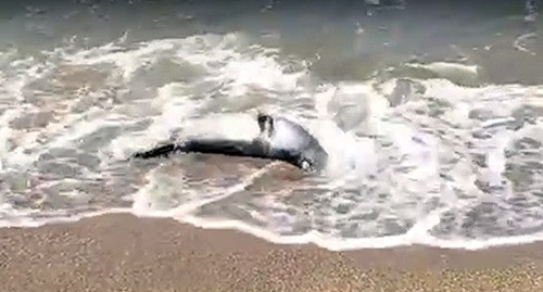 Погибший тюлень в Каспийском море в Дербенте. Кадр видео https://vk.com/wall-181593762_1542957 Погибший тюлень в Каспийском море в Дербенте. Кадр видео https://vk.com/wall-181593762_1542957