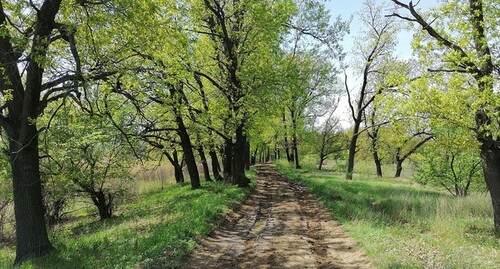 Дубы в Волго-Ахтубинской пойме. Фото Татьяны Филимоновой для "Кавказского узла" Дубы в Волго-Ахтубинской пойме. Фото Татьяны Филимоновой для "Кавказского узла"