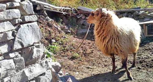 Баран для жертвоприношения. Фото Патимат Махмудовой для "Кавказского узла" Баран для жертвоприношения. Фото Патимат Махмудовой для "Кавказского узла"