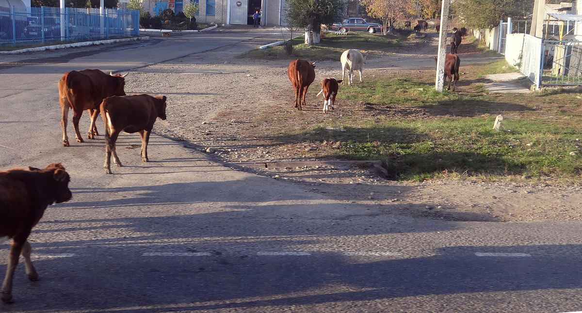Поселок Кавказский, Карачаево-Черкесская Республика. Фото 
Александр Крошев
 https://commons.wikimedia.org/wiki/Category:Karachay-Cherkessia#/media/File:Kavkazskiy,_Karachaevo-Cherkesskaya_Republits,_Russia