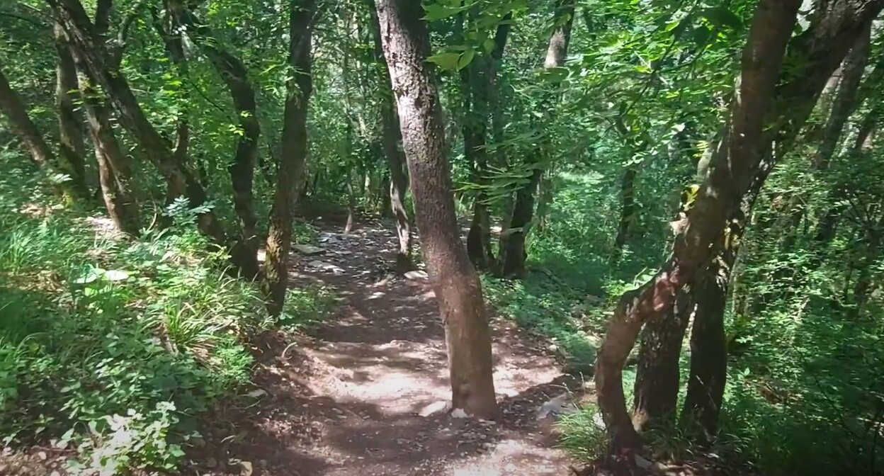 Лесная тропа на горе Машук. Стопкадр из видео https://www.youtube.com/watch?v=r61oMrdxg-c Лесная тропа на горе Машук. Стопкадр из видео https://www.youtube.com/watch?v=r61oMrdxg-c