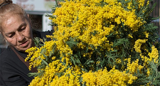 Мимоза. Фото: Нина Зотина, ЮГА.ру