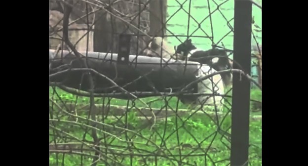 Бродячие собаки в Красном Сулине. 1 апреля 2025 г. Скриншот видео https://t.me/sulinnews/24466