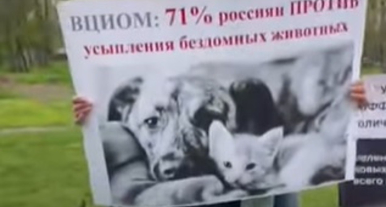 Пикет зоозащитников в Краснодаре. Скриншот видео "Кавказского узла" https://www.youtube.com/shorts/DVNEUsp2QJ0