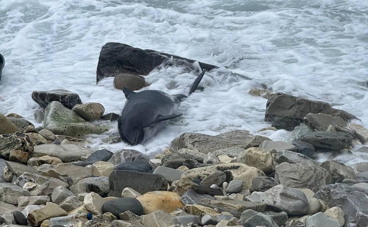 Погибший дельфин. Скриншот видео https://www.bbc.com/russian/articles/ckg3974nwrdo