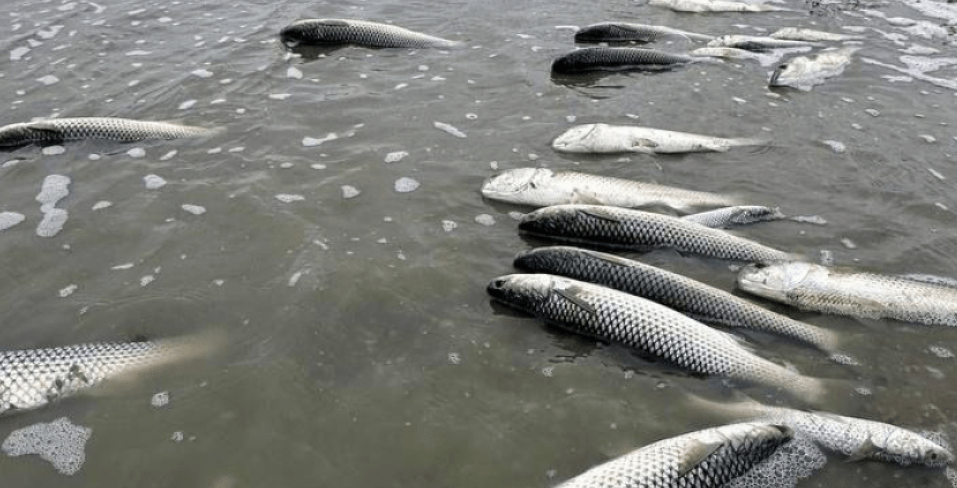 Мор рыбы в Витязевском лимане в феврале 2025 года. Скриншот фото "Блокнот Новороссийск" от 18.02.25, https://bloknot-novorossiysk.ru/news/v-anape-massovo-gibnet-ryba-vinovat-li-v-etom-mazu.