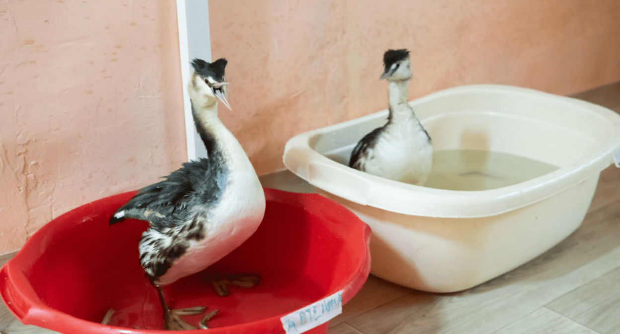 Птицы в волонтерском штабе. Скриншот фото из telegram-канала Евгения Витишко от 18.03.25, https://t.me/vitishko/17918