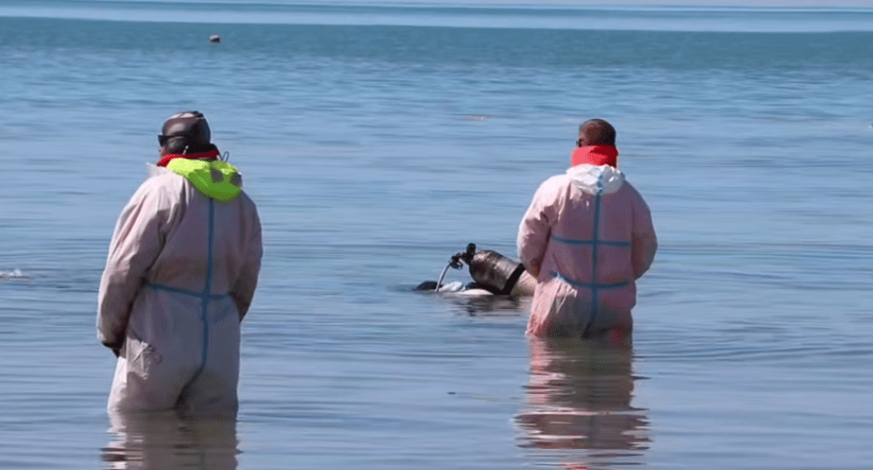 Водолаз погружается в воду. Стоп-кадр видео оперштаба Краснодарского края от 24.05.25, https://t.me/opershtab23/13521.