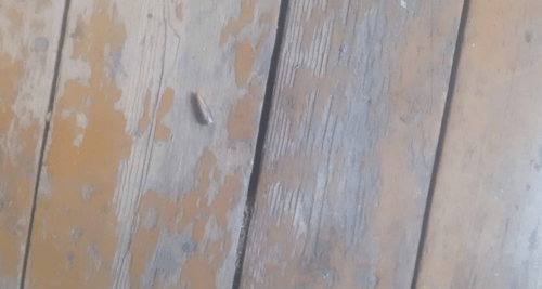 Пуля на полу в жилом доме в Хознаваре. Скриншот фото Минобороны Армении от 29.05.25, https://t.me/mil_armenia/16408.