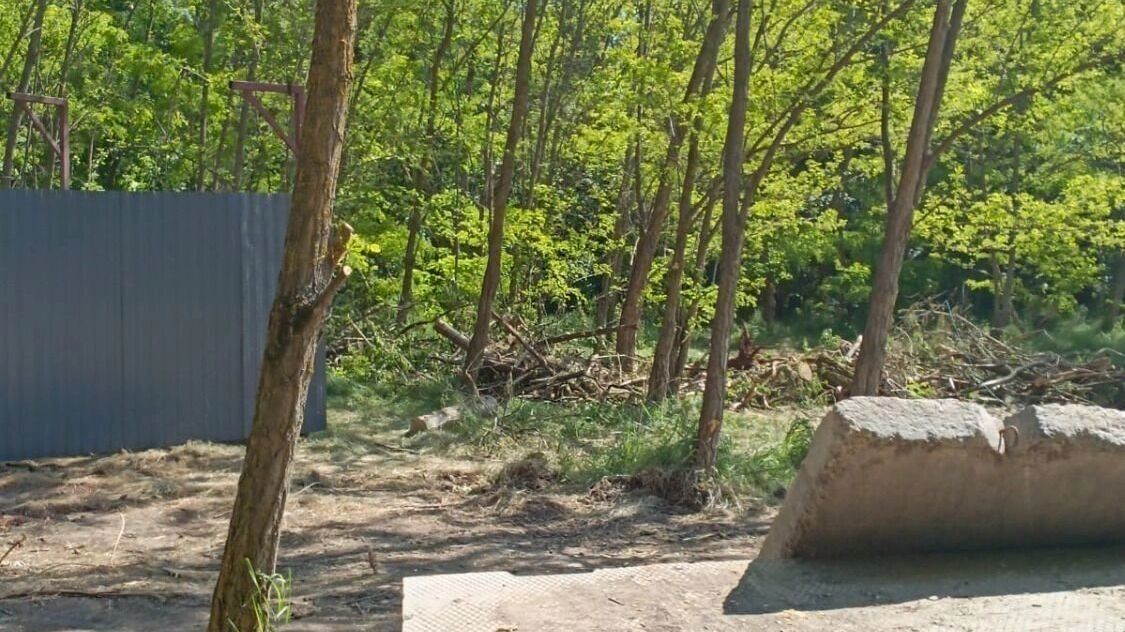 Вырубка деревьев в вековой роще в поселке Каяльском. Фото: https://rostovgazeta.ru/news/2025-06-16/nachalnika-mku-ugochs-poymali-na-vzyatke-v-rostovskoy-oblasti-5413298