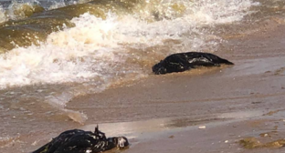 Тушки бакланов в Витязево. Скриншот фото из Telegram-канала 