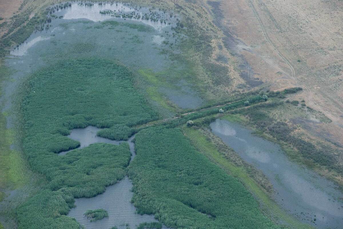 Западные подстепные ильмени. Фото: Евгений Полонский https://ast-news.ru/node/tragediya-zapadno-podstepnykh-ilmeney-rassledovanie-fotografa-evgeniya-polonskogo/

