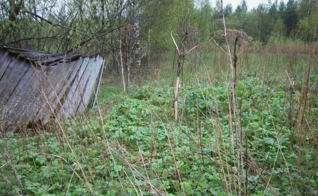 Заброшенный участок. Скриншот фото https://makler.md/md/real-estate/buy-and-rent/an/71464?attempt=1