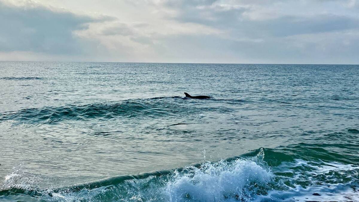 Дельфин в море. 2 декабря 2025 г. Фото: https://t.me/setisitolopata/2040