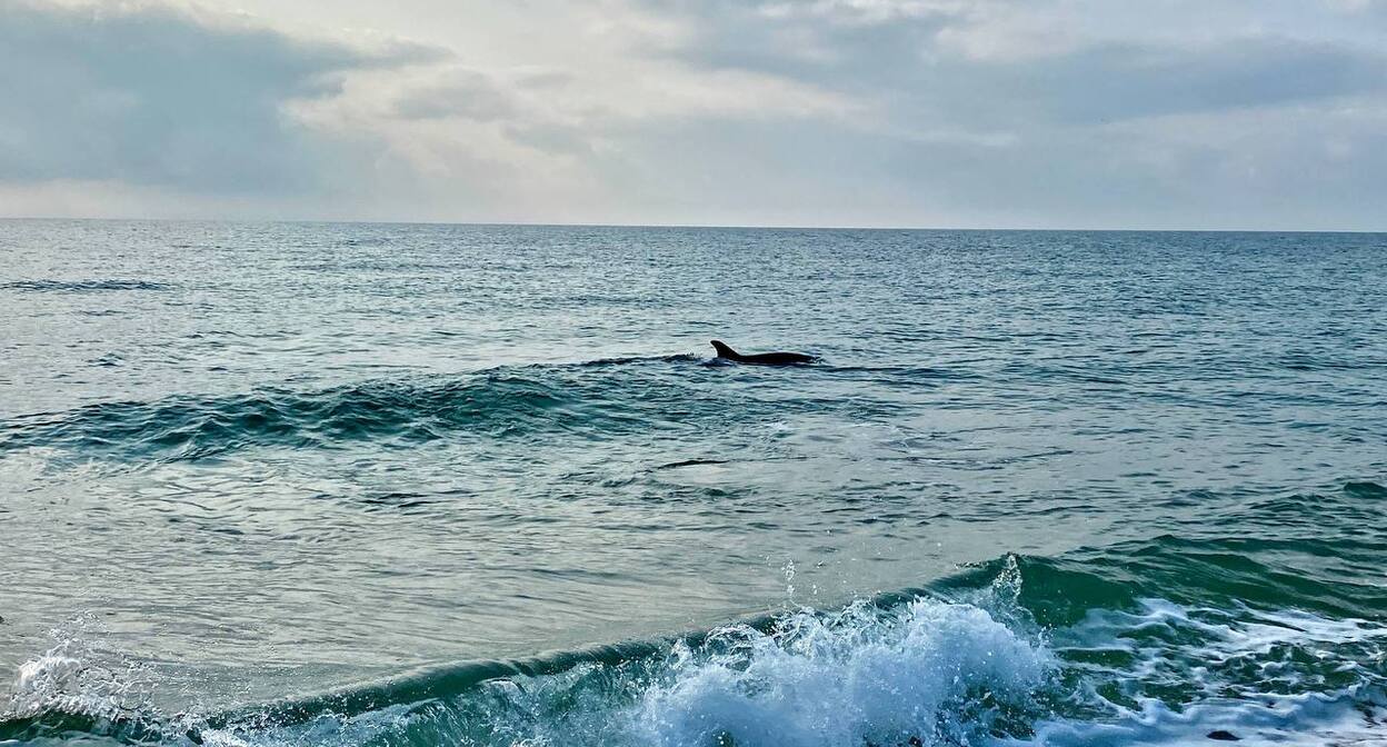 Дельфин в море. 2 декабря 2025 г. Фото: https://t.me/setisitolopata/2040