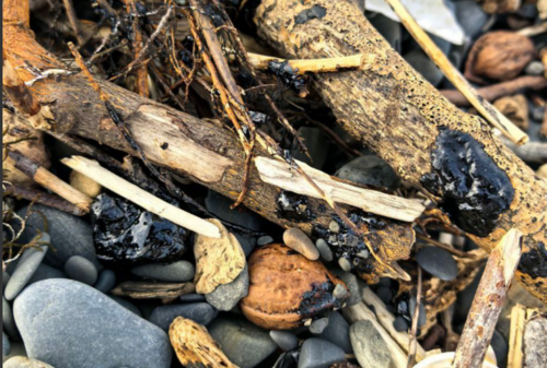 Пятна мазута на пляже в Утрише. Скриншот фото из Telegram-канала "Маковозовы" от 14.12.25, https://t.me/makovozovy/50072.