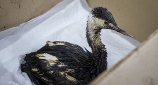 Птица, пострадавшая от разлива мазута. Фото: администрация Анапы