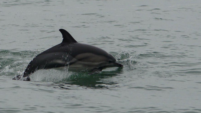 Дельфин. Скриншот фотографии из центра Delfa от 6 января 2025 года, https://t.me/delfacenter/252.