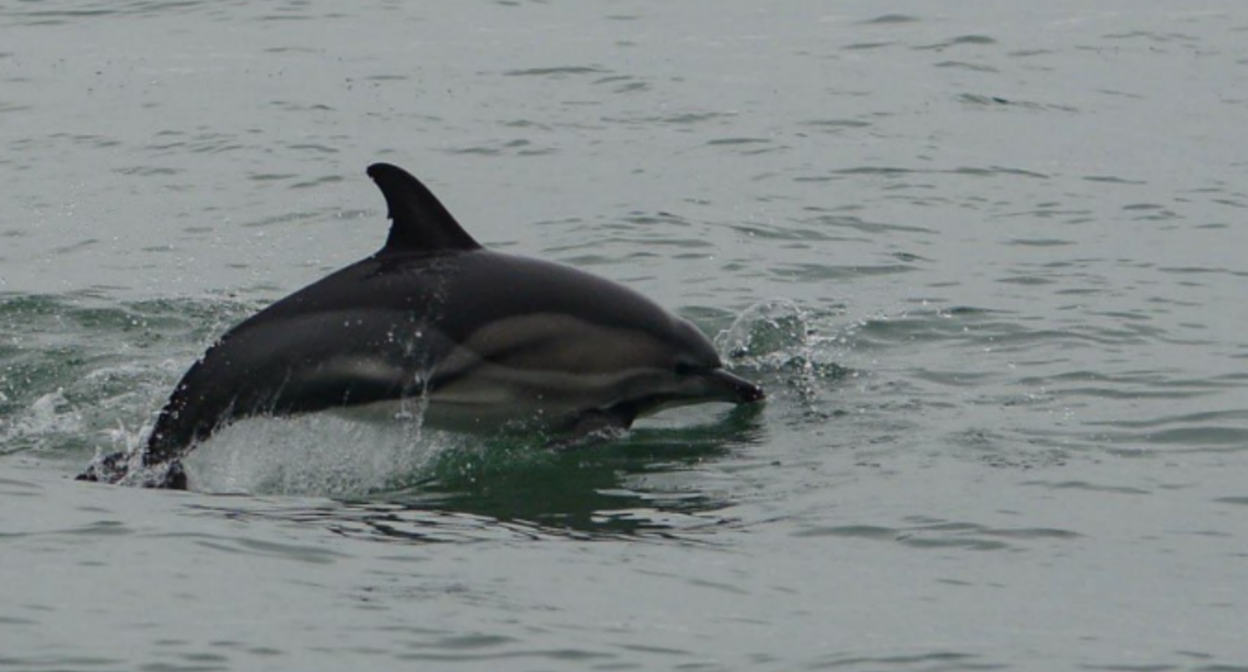 Dolphin. Screenshot of a photo from the Delfa Center from January 6, 2025, https://t.me/delfacenter/252.