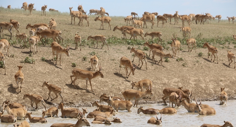 Сайгаки. Фото: Yakov Fedorov https://commons.wikimedia.org/w/index.php?curid=61113464