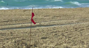 Новый песок на пляже "Мираклеон". Стоп-кадр видео оперштаба Краснодарского края от 11.03.25, https://t.me/opershtab23/15355