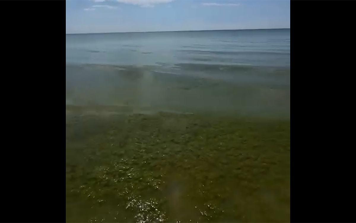 Водоросли в море. Кадр из видео https://t.me/shot_shot/97099