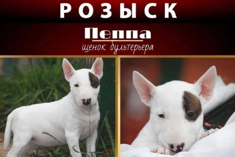Объявление о пропаже щенка по кличке Пеппа. Скриншот фото "Фонтанка" от 17.09.25, https://www.fontanka.ru/2025/09/17/76033179/ Объявление о пропаже щенка по кличке Пеппа. Скриншот фото "Фонтанка" от 17.09.25, https://www.fontanka.ru/2025/09/17/76033179/