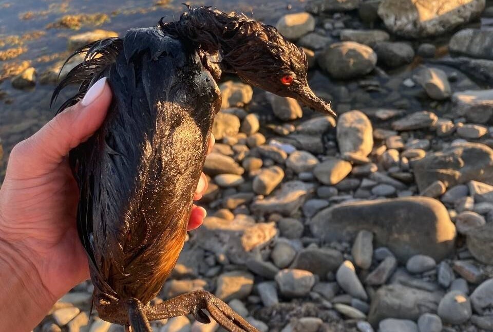 Птица, найденная в районе Мысхако. Фото: Roman_eco / Telegram