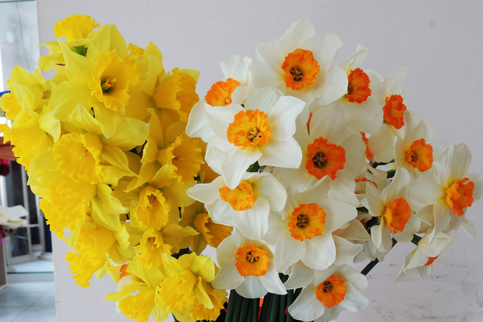 Нарциссы. Нарциссы.