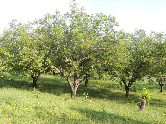 Тутовый сад. с.Сарушен аскеранского района Карабаха. Тутовый сад. с.Сарушен аскеранского района Карабаха.