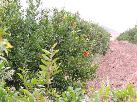 Гранатовый сад. Гранатовый сад.