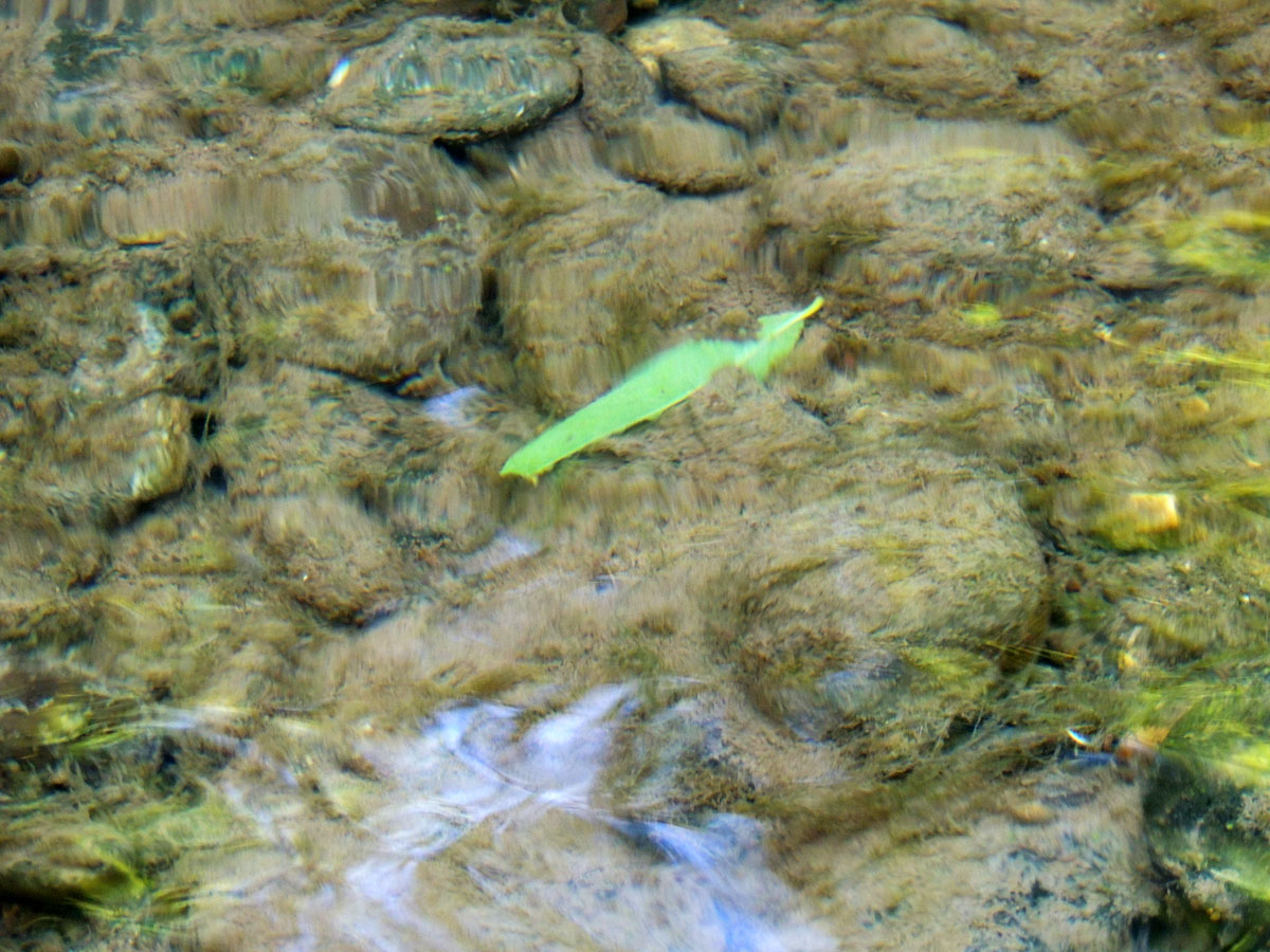 Подводные камни покрыты мхом... Подводные камни покрыты мхом...